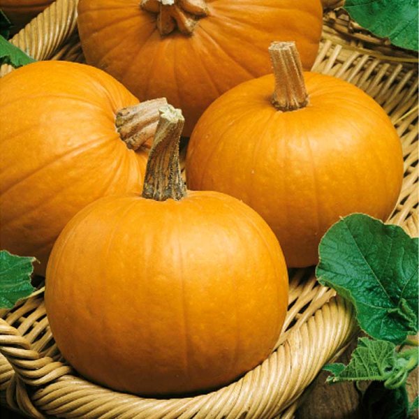 Pumpkin 'Amazonka'