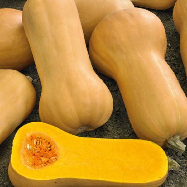 Butternut Squash 'Waltham Butternut'