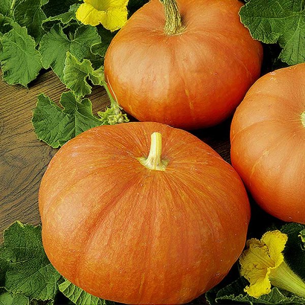 Mammoth Pumpkin 'Rouge Vif D'Etampes'