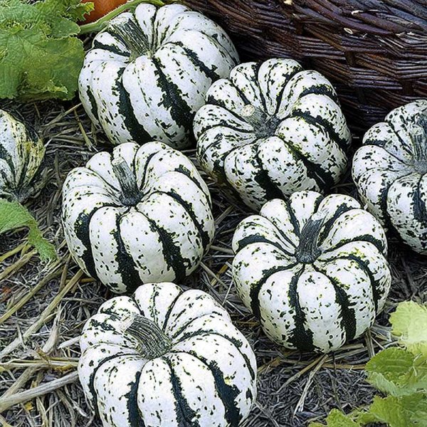 Pumpkin 'Sweet Dumpling'