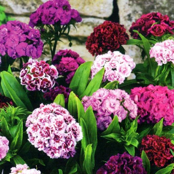 Sweet William 'Pinocchio mix'