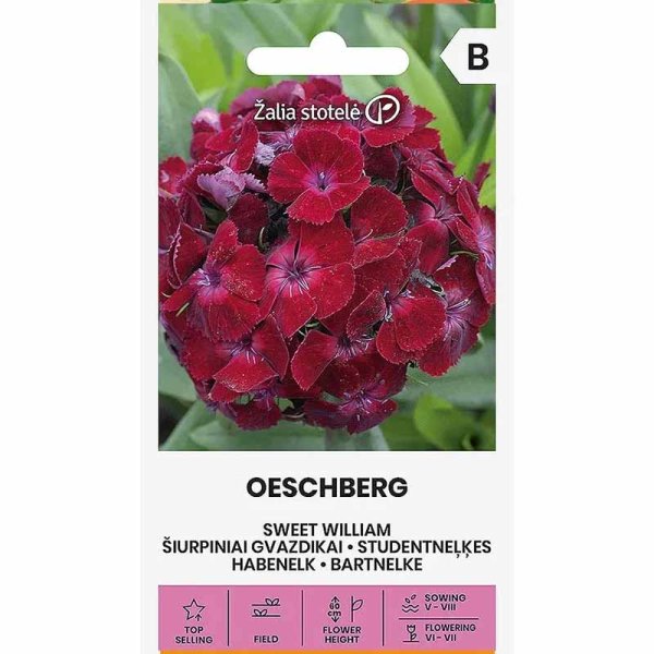 Sweet William 'Oeschberg'