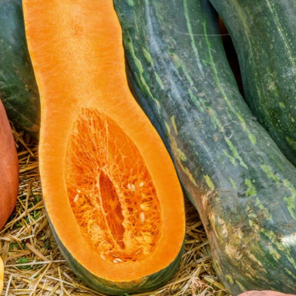 Butternut Squash 'Naples Long'