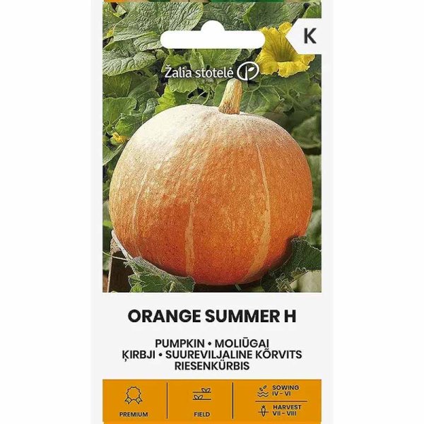 Giant Pumpkin 'Orange Summer' H