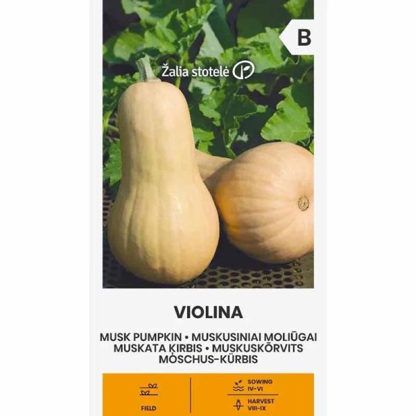 Butternut Squash 'Violina'