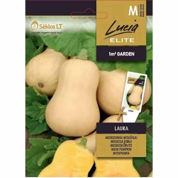 Butternut Squash 'Laura'