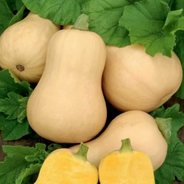 Butternut Squash 'Laura'