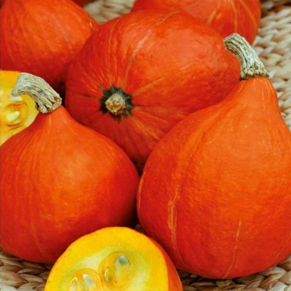 Pumpkin 'Potimarron'