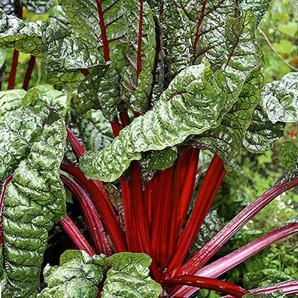 Swiss Chard 'Rhubarb Chard'