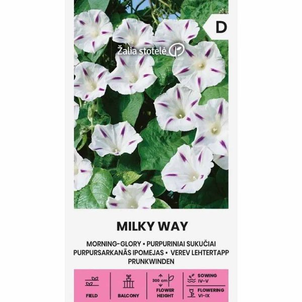 Morning Glory 'Milky Way'