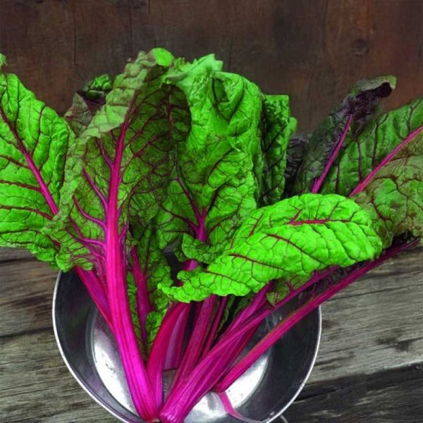 Swiss Chard 'Rhubarb Chard'