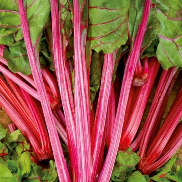 Swiss Chard 'Magenta Sunset'