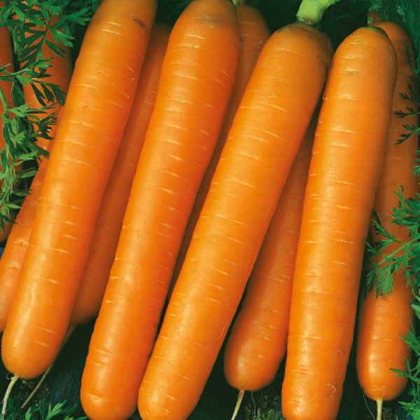 Carrot 'Amsterdam 2'
