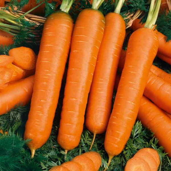Carrot 'Nantes 5'