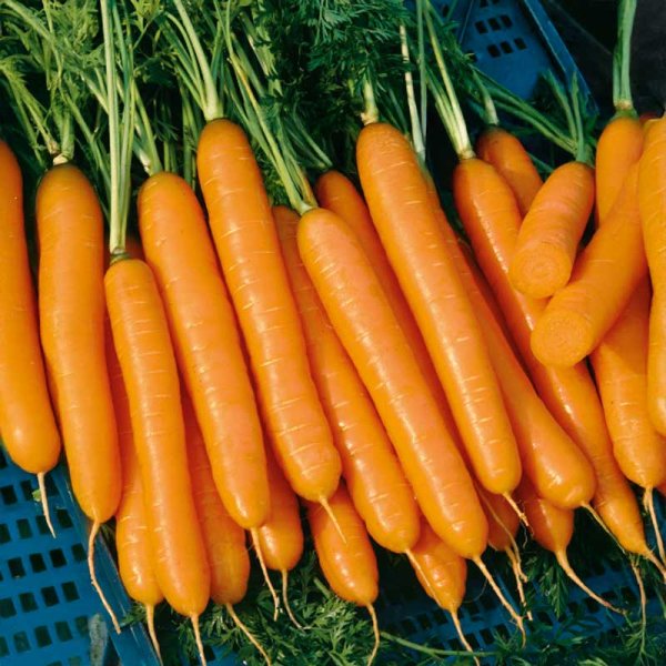 Carrot 'Napoli' H