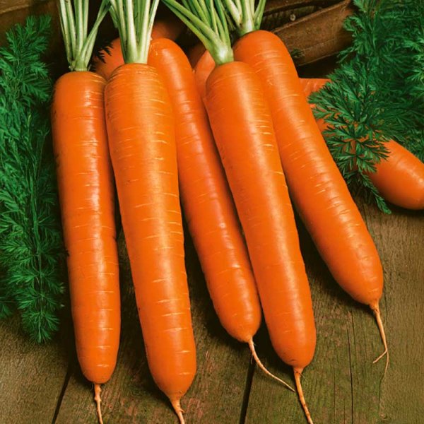 Carrot 'Narbonne' H