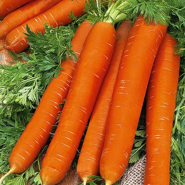 Carrot 'Naomi'