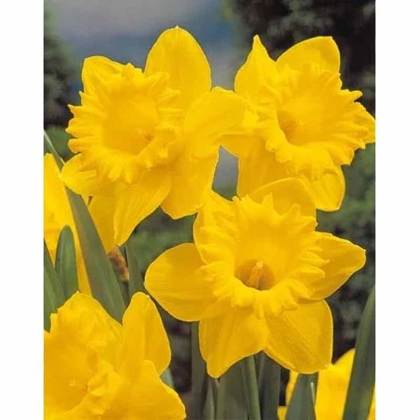 Daffodil 'Dutch Master'
