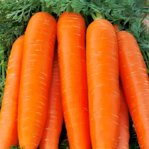 Carrot 'Karotela'