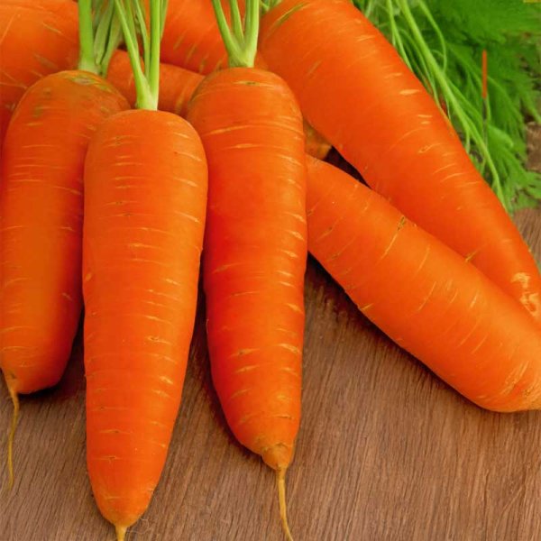 Carrot 'Rote Riesen 2'