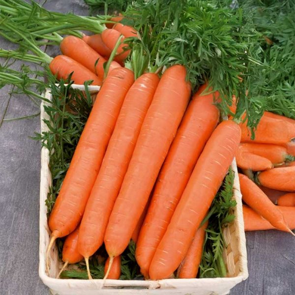 Carrot 'Korina'