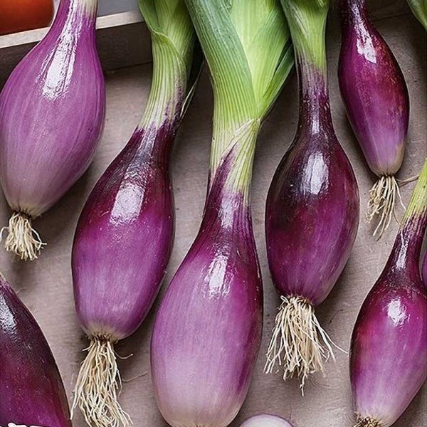 Onion 'Rossa di Firenze'