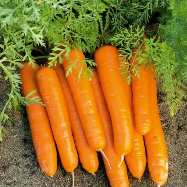 Carrot 'Crofton' H