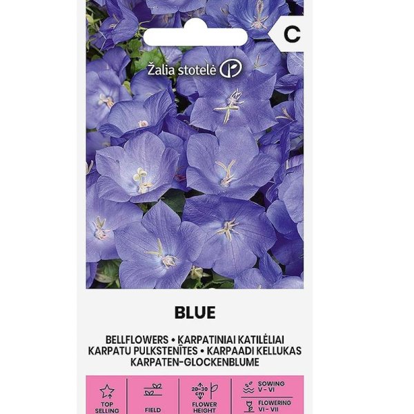 Carpathian Bellflower blue