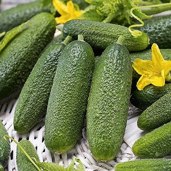 Cucumber 'Alpaka'