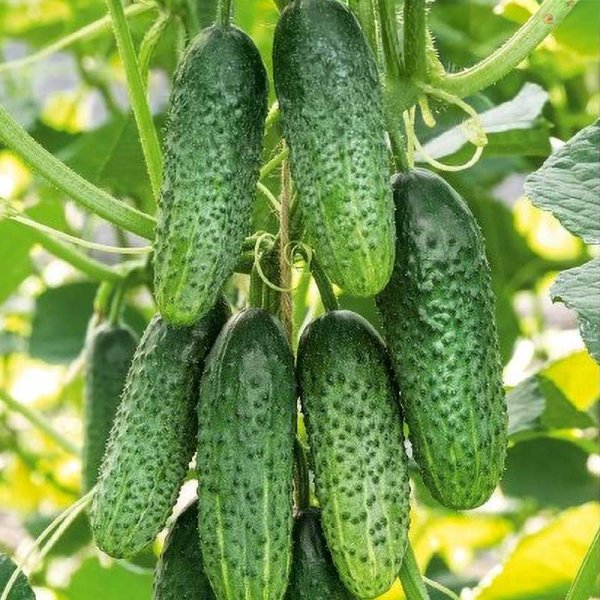 Cucumber 'Maderira' H