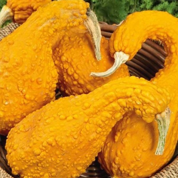 Pumpkin 'GA GA GA' H