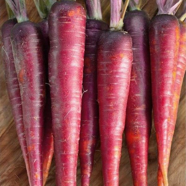 Carrot 'Rubyprince' H