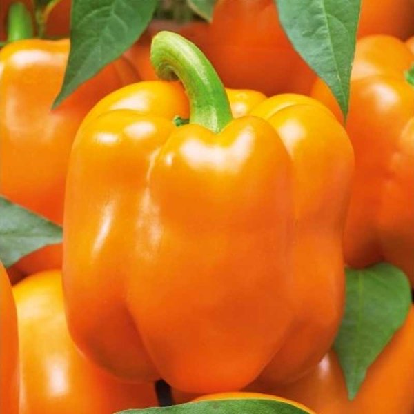 Sweet Pepper 'Clementine' H
