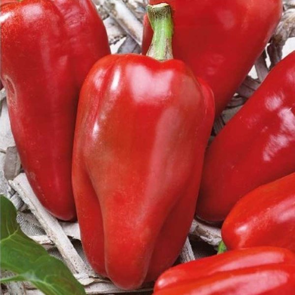 Sweet Pepper 'Reina' H