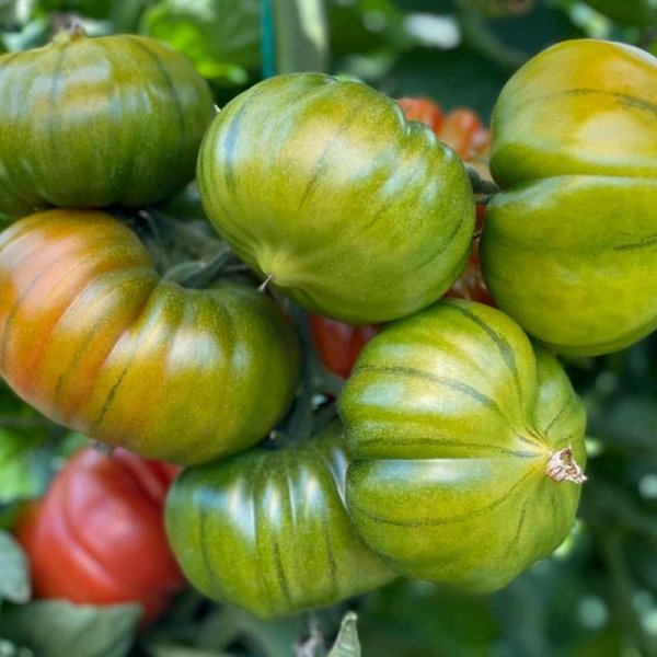 Tomato 'Bocamegra' H