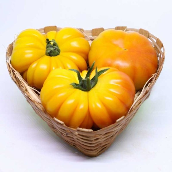 Tomato 'Lacitrine' H