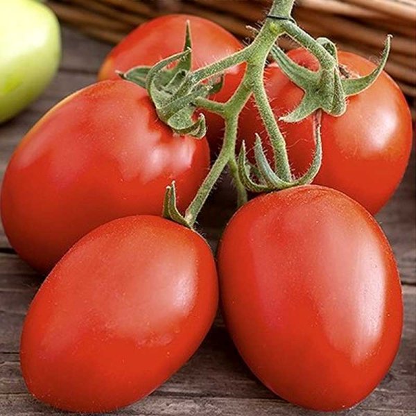 Tomato 'Zucchello' H