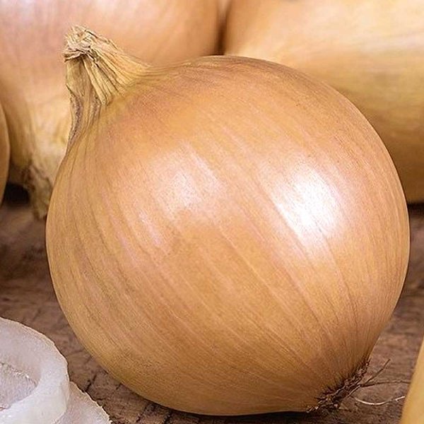 Onion 'Bolero' H