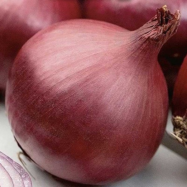 Onion 'Red Magic' H