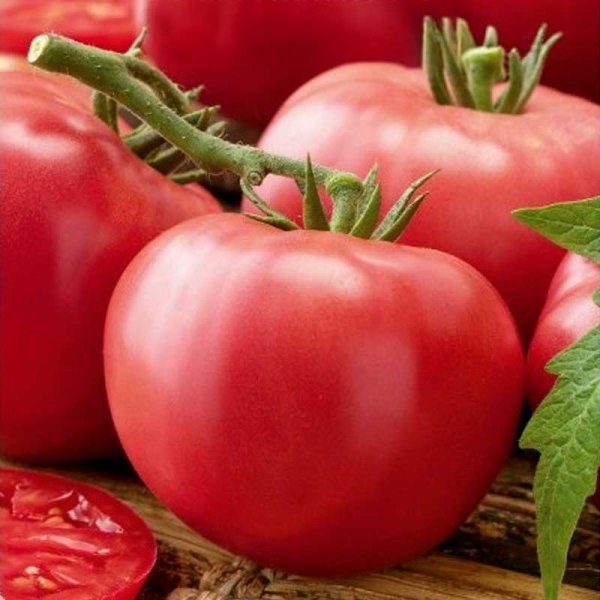 Tomato 'Pinkwin' H