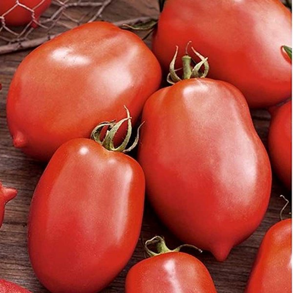 Tomato 'Salus'