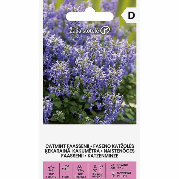 Catnip 'Faasseni'