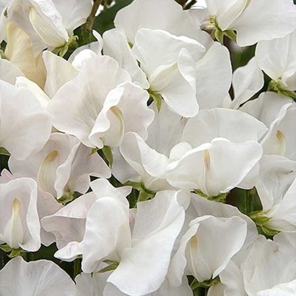 Sweet Pea 'Spencer Royal Wedding'