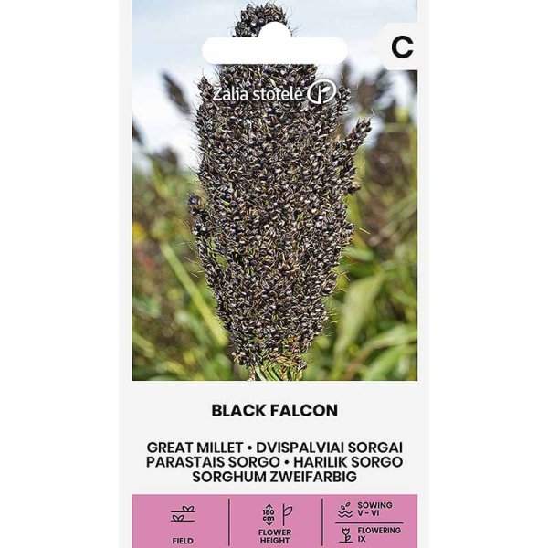 Pearl Millet 'Black Falcon'