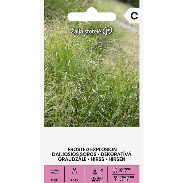 Ornamental Millet 'Frosted Explosion'