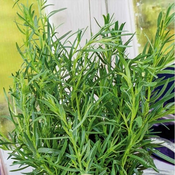 Tarragon