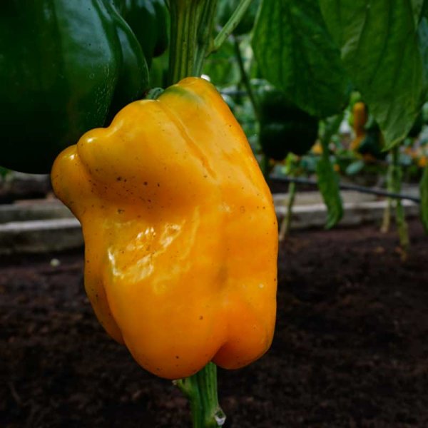 Pepper 'Kromo' F1