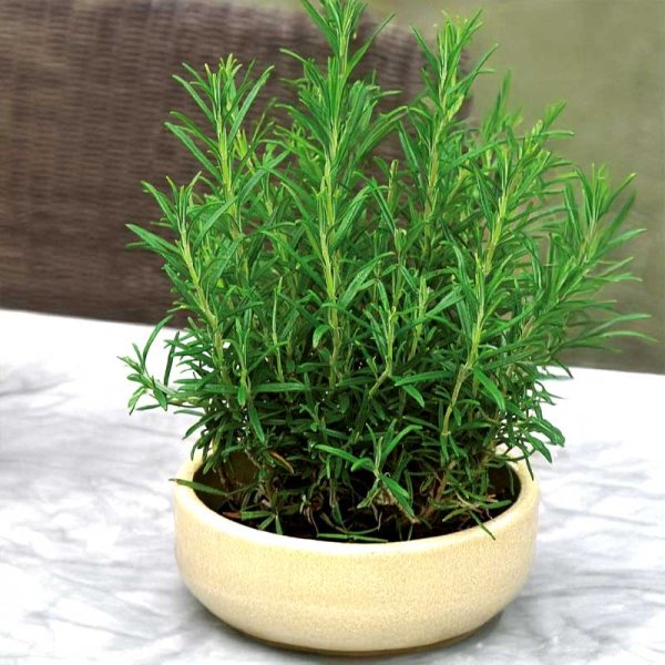 Rosemary