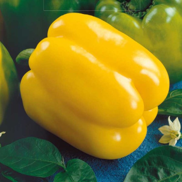 Pepper 'Quadrato D'Asti Giallo'