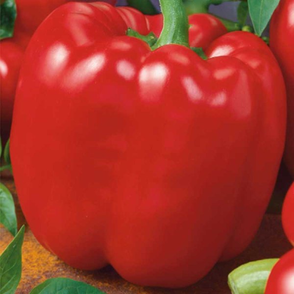 Bell Pepper 'Quadrato d'Asti Rosso'